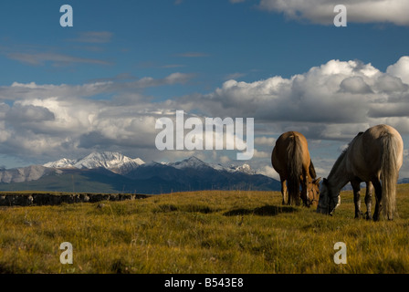 I cavalli nel nord della Mongolia Agosto 2008 Foto Stock