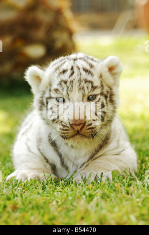 Young white tiger - giacente Foto Stock