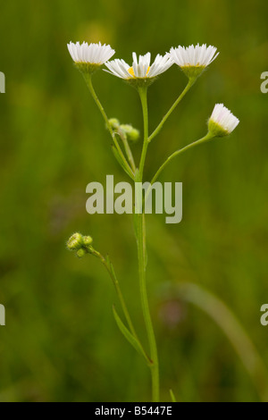 Un naturalizzato North American Fleabane (Erigeron annuus) close-up, Transilvania, Romania Foto Stock