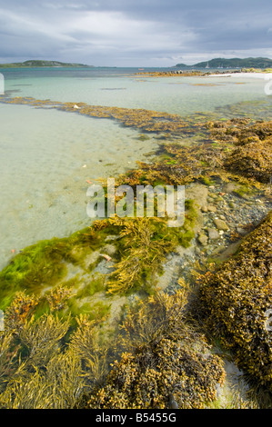 Le alghe crescono sulla riva di un mare limpido a Craighouse, Isle of Jura, Scozia Foto Stock