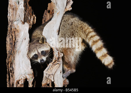 Northern Raccoon Procione lotor adulto nella struttura ad albero Sinton Corpus Christi Coastal Bend Texas USA Foto Stock