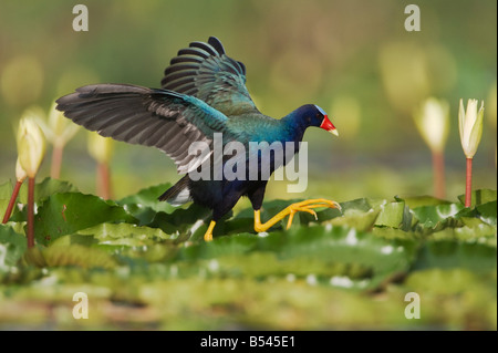 Pollo Sultano Porphyrula martinica adulto camminando sul giallo piazzole di ninfea Sinton Corpus Christi Coastal Bend Texas USA Foto Stock