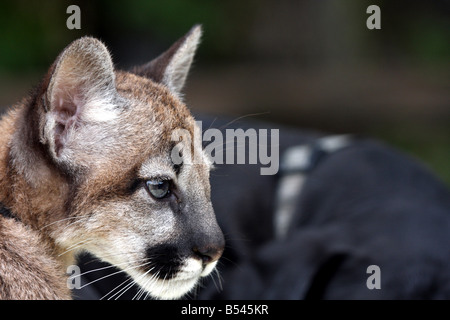 Un bambino cougar o Leone di montagna nella parte anteriore di un sonno Alano Cane con la famiglia DeYoung Zoo Michigan. Pals Foto Stock