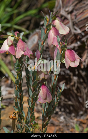 West Australian millefiori campana Qualup pimelea physodes Foto Stock