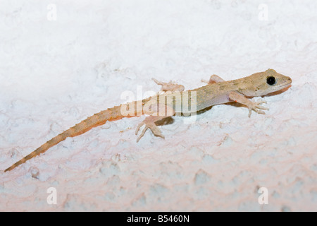 Kotschy's Gecko Mediodactylus kotschyi Foto Stock