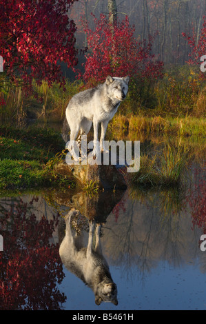Lupo di legname in piedi su una roccia riflessa in acqua calma nel mezzo di aceri rossi e i colori dell'autunno all'alba Foto Stock