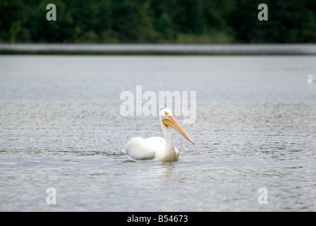 Pelican Lake del bosco isola Foto Stock