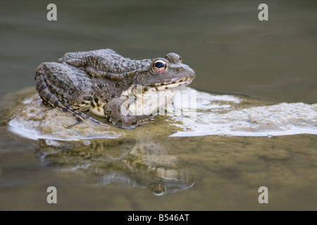 Rana di palude/Lago di rana/ridere Rana Rana ridibunda/Pelophylax ridibundus Foto Stock