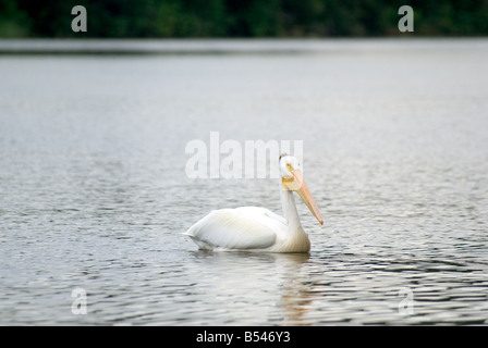 Pelican Lake del bosco isola Foto Stock