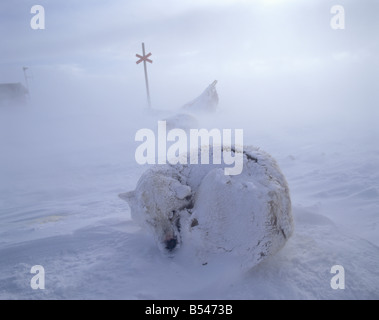 Husky - giacente nella neve Foto Stock