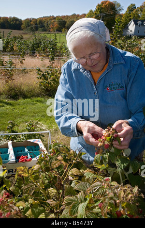 77-Year-Old donna Picks Lamponi in Agriturismo Foto Stock