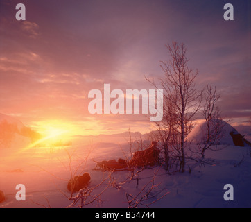 Huskies - avente una pausa nella neve Foto Stock