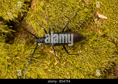 Enorme longhorn beetle Cerambyx cerdo coleottero più grande in Europa di legno di larve di trivellazione in rovere Romania Foto Stock
