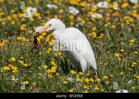 Un Airone guardabuoi, Bubulcus ibis, con uno scorpione che ha catturato nel suo becco Foto Stock