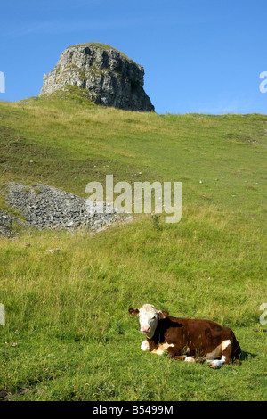 Mucca in campo con peters in pietra cressbrook dale derbyshire Inghilterra sssi estate scena con cielo blu Foto Stock