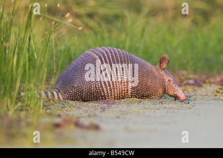 A nove fasce Armadillo Dasypus novemcinctus adulto Sinton potabile Corpus Christi Coastal Bend Texas USA Foto Stock