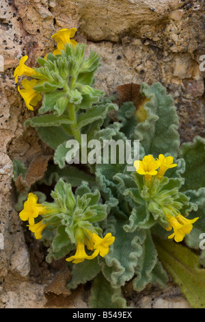 Oriental Alkanet Alkanna orientalis in fiore di roccia calcarea a sud della Grecia Foto Stock