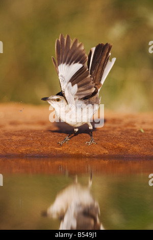 Northern Mockingbird Mimus polyglottos Rio Grande Valley Texas USA Foto Stock