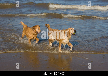 Golden Retriever giocando in mare Norfolk Foto Stock