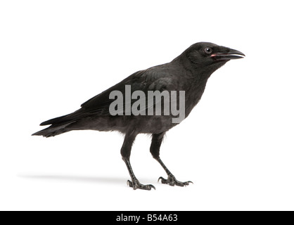 Giovani Carrion Crow Corvus corone 3 mesi di fronte a uno sfondo bianco Foto Stock