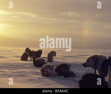 Huskies - avente una pausa nella neve Foto Stock