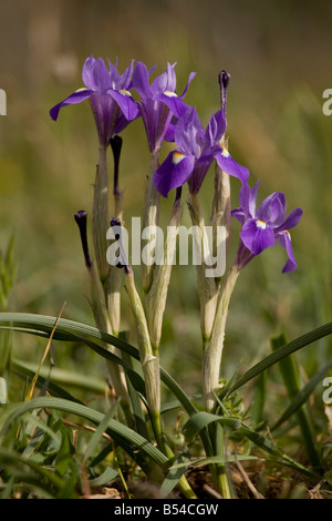 Dado di Barberia Gynandiris Moraea sisyrinchium sisyrinchium in fiore Andalusia a sud ovest della Spagna Foto Stock