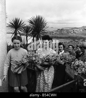 I primi narcisi giallo chiamato Soleil D'or, che sono cresciute sulle isole di Scilly, vengono inviati, imballati in scatole e inviati in barca a Penzance, per mercato di Covent Garden. Febbraio 1953 D647-003 Foto Stock