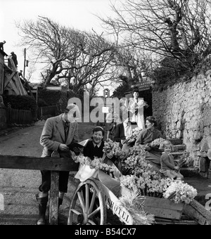 I primi narcisi giallo chiamato Soleil D'or, che sono cresciute sulle isole di Scilly, vengono inviati, imballati in scatole e inviati in barca a Penzance, per mercato di Covent Garden. ;Febbraio 1953 ;D647-007 Foto Stock