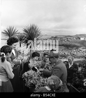 I primi narcisi giallo chiamato Soleil D'or, che sono cresciute sulle isole di Scilly, vengono inviati, imballati in scatole e inviati in barca a Penzance, per mercato di Covent Garden. ;Febbraio 1953 ;D647-009 Foto Stock