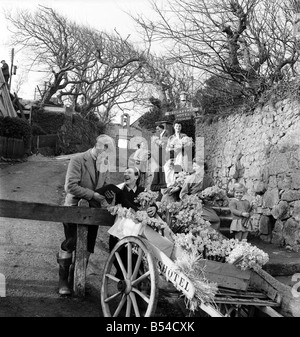 I primi narcisi giallo chiamato Soleil D'or, che sono cresciute sulle isole di Scilly, vengono inviati, imballati in scatole e inviati in barca a Penzance, per mercato di Covent Garden. ;Febbraio 1953 ;D647-010 Foto Stock