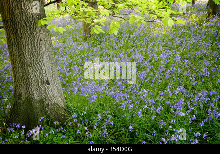 Bluebells in legno di faggio Endimione non scriptus Foto Stock