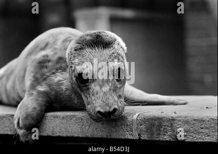 Simpatici animali. "Lavare l' un bambino guarnizione grigio pup lavato fino sulla spiaggia di Weston-super-mare non è di sedimentazione al Bristol Zoo. "Lavare l' che si ritiene essere una femmina probabilmente hai bruciato in con il forte gales dal terreno fertile off Il Pembrokeshire Coast. "Lavare l' è stata presa per un cane a casa per una notte nella cura dell'R.S.P.C.A. - Lei è stata poi spostata per lo Zoo di Bristol, che dispongono già di un cucciolo di foca - i due non ha ottenuto in modo "lavare l' è stata spostata in con il re pinguini ... ma 'Lavare l' non è tenuto troppo cortesemente a tutte le attenzione che darle. Novembre 1969 Z11267-003 Foto Stock