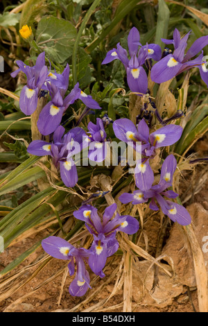 Dado di Barberia Gynandiris Moraea sisyrinchium sisyrinchium in fiore Andalusia a sud ovest della Spagna Foto Stock