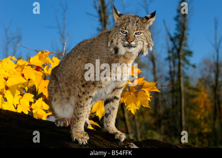 Fessura eyed Bobcat su un albero caduto tronco giallo con foglie di acero e cielo blu Minnesota Foto Stock