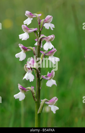 Green Winged Orchid Orchis morio fiore spike con speroni di bianco Foto Stock