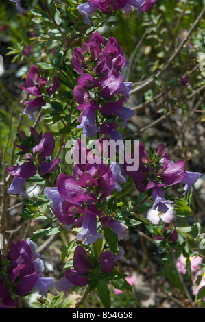 West Australian millefiori cuneifolia Eremophila Foto Stock