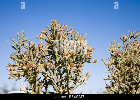 Cactus, Joshua Tree National Park in California, Stati Uniti d'America Foto Stock