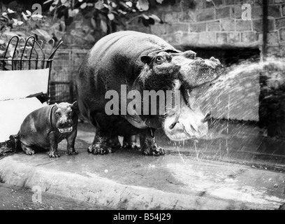 Myra hippo lava verso il basso un letto king-size pranzo presso lo zoo di Chester. Finora nessuno è stato in grado di ottenere abbastanza vicino per verificare se la mamma poco tre settimane di mistero è maschio o femmina. Non si sostengono con tre tonnellate di amore materno. Febbraio 1976 P011692 Foto Stock