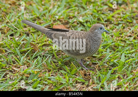 Oceano Indiano SEYCHELLES MAHE Victoria banditi colomba di massa Geopelia Striata Foto Stock
