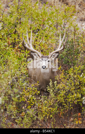 Mulo cervo nero-tailed Deer Odocoileus hemionus buck Dead Horse Point State Park nello Utah Stati Uniti d'America Foto Stock