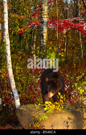 American Black Bear su una roccia di mangiare i frutti di bosco in una betulla e acero foresta con i colori dell'autunno in mattina presto Foto Stock