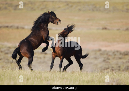 Mustang cavallo Equus caballus stalloni combattimenti Pryor Mountain Wild Horse gamma Montana USA Foto Stock