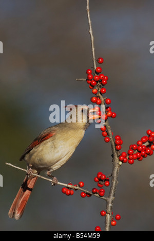 Il Cardinale nord Cardinalis cardinalis mangiare femmina opossum Haw Holly Ilex decidua bacche Bandera Hill Country Texas USA Foto Stock