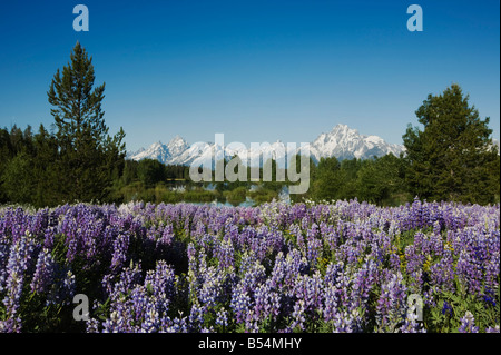 Silky di lupino Lupinus sericeus e Grand Teton gamma Grand Teton National Park Wyoming USA Foto Stock