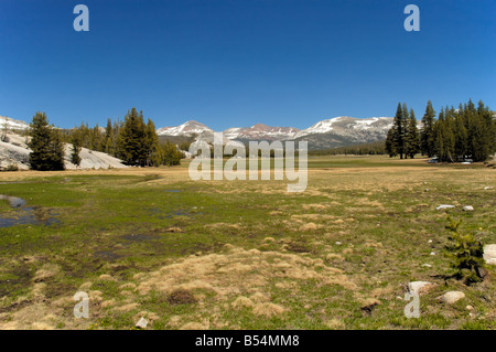 Tuolumne Meadows con il Monte Dana Gibbs e Mammoth picco in background Foto Stock