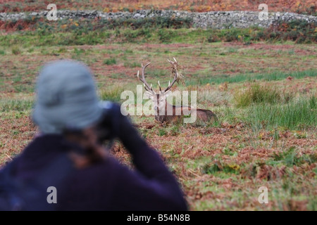 Fotografo in modo sicuro a fotografare un cervo rosso cervo Cervus elaphus nella brughiera ambiente durante la routine Foto Stock