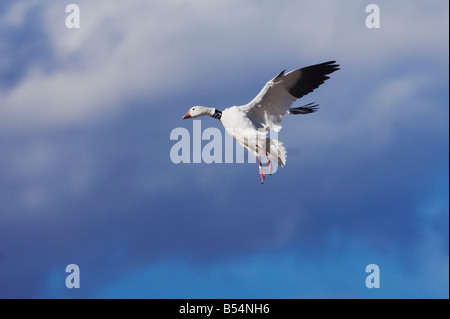 Snow Goose Chen caerulescens adulto nastrati sbarco Bosque del Apache National Wildlife Refuge Nuovo Messico USA Foto Stock