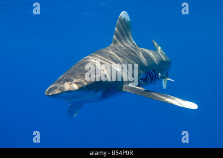 Lo squalo longimano Carcharhinus longimanus Foto Stock