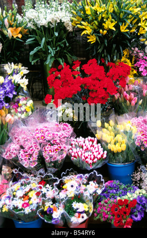 Un display a colori di fiori in un mercato dei fiori Foto Stock