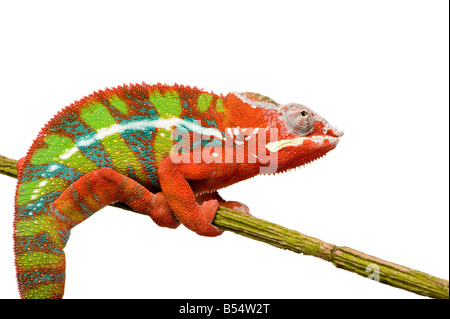 Chameleon Furcifer Pardalis Ambilobe diciotto mesi di fronte a uno sfondo bianco Foto Stock